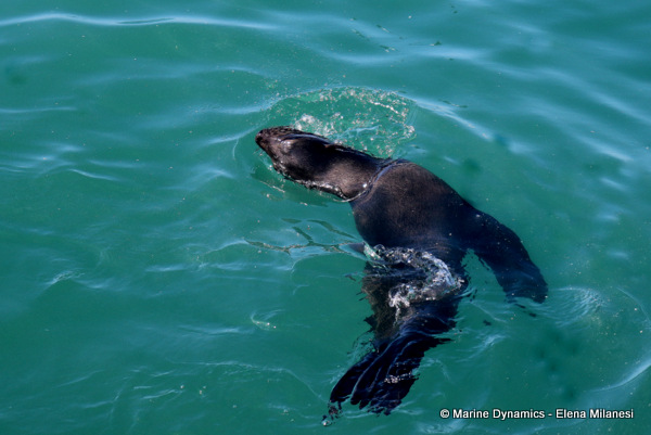 Cape Fur Seal, South Africa 